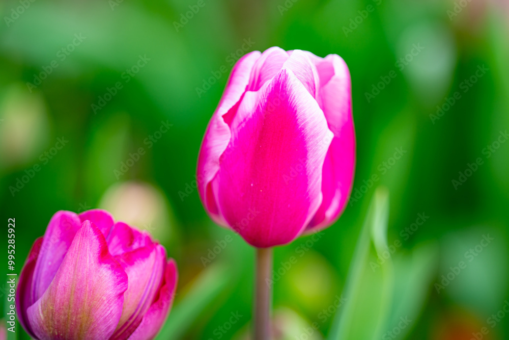 Spring flower in tulip field. Colorful vivid tulips in the park. Tulip flowers background. Beautiful flower red tulips in sunlight landscape at spring or summer. Amazing spring nature. Tulips flowers Spring flower in tulip field. Colorful vivid tulips in the park. Tulip flowers background. Beautiful flower red tulips in sunlight landscape at spring or summer. Amazing spring nature. Tulips flowers