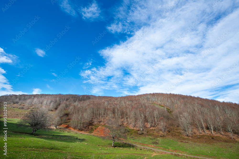 Fototapeta premium Tall trees with their branches up in the sky. Vertical trees with empty branches. The branches do not have leaves and the blue sky is visible above the forest. 