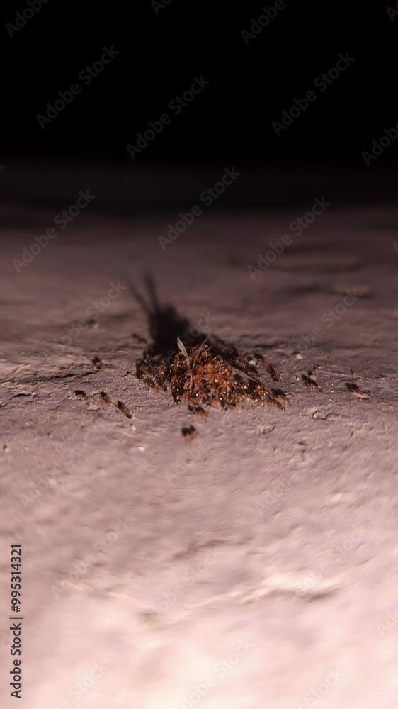 Group Of Ants Eating An Honeybee Group Of Ants Eating An Honeybee