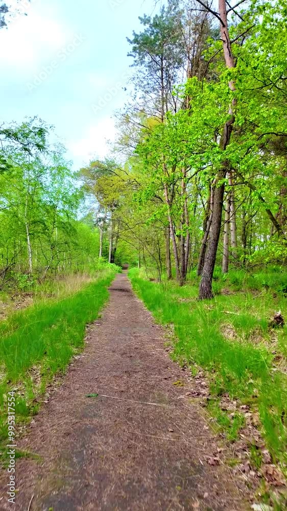 A peaceful trail gently meandering through vibrant greenery and towering tall trees, perfect for true nature lovers A peaceful trail gently meandering through vibrant greenery and towering tall trees, perfect for true nature lovers