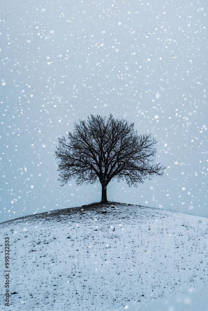 tree in winter tree in winter