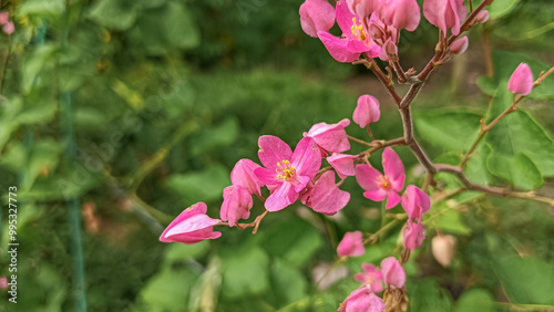 The bleeding heart vine, scientifically known as Clerodendrum thomsoniae, blooms in pink and is highly favored by stingless bees.