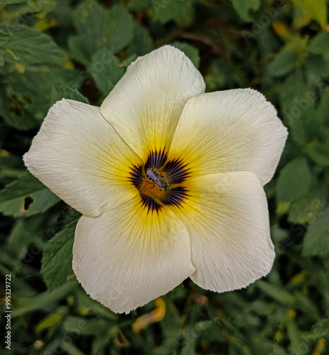 The Turnera subulata flower blooms every morning. The Turnera flower is very popular with bees.