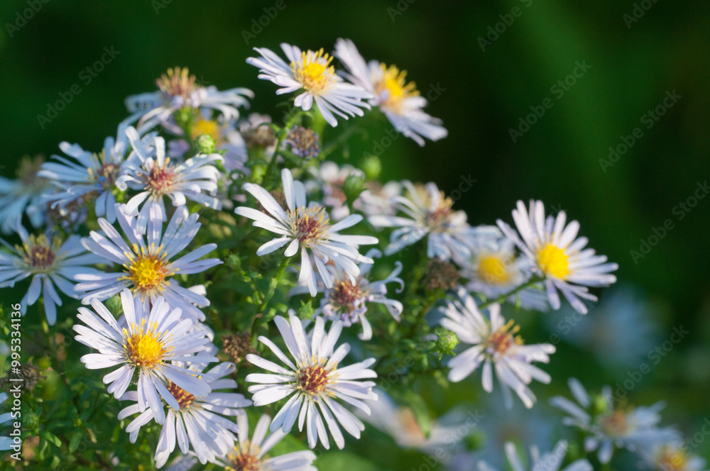 Aster tataricus flowers in an autumn garden, close up shot Aster tataricus flowers in an autumn garden, close up shot