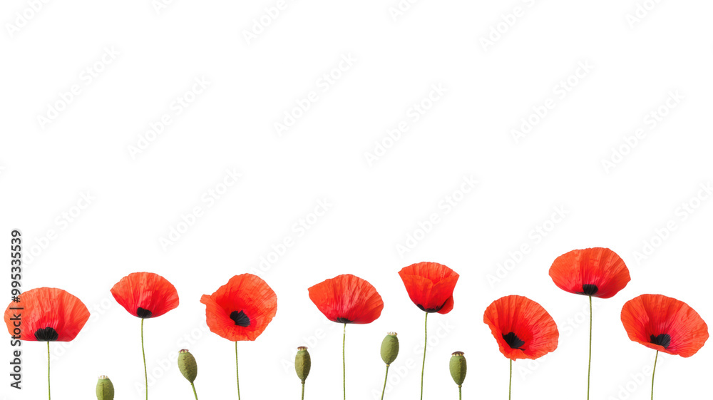 Fototapeta premium Vibrant Red Poppies Against on transparent background