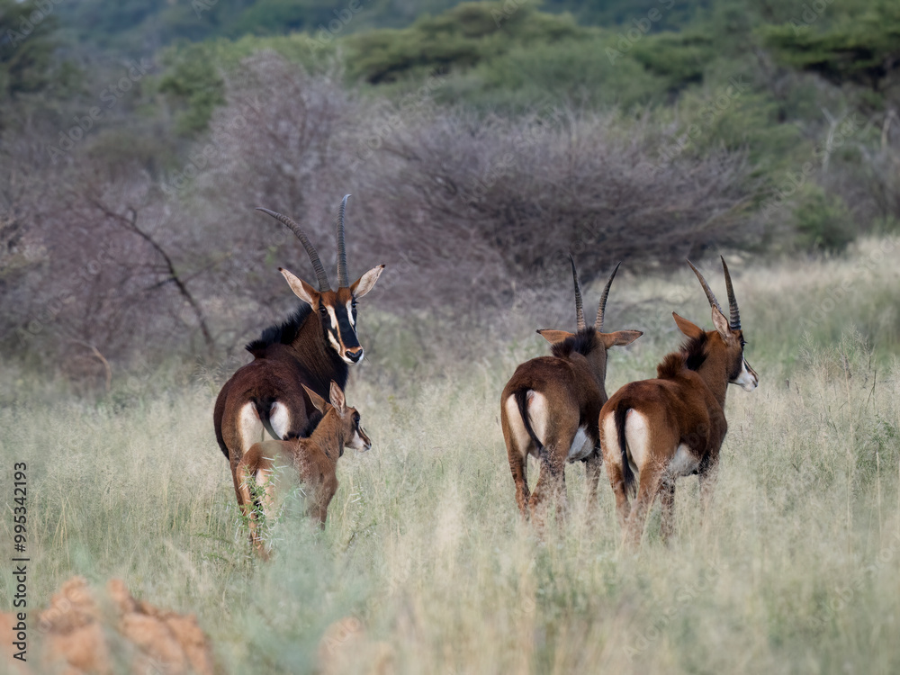 Fototapeta premium Rappenantilope (Hippotragus niger)