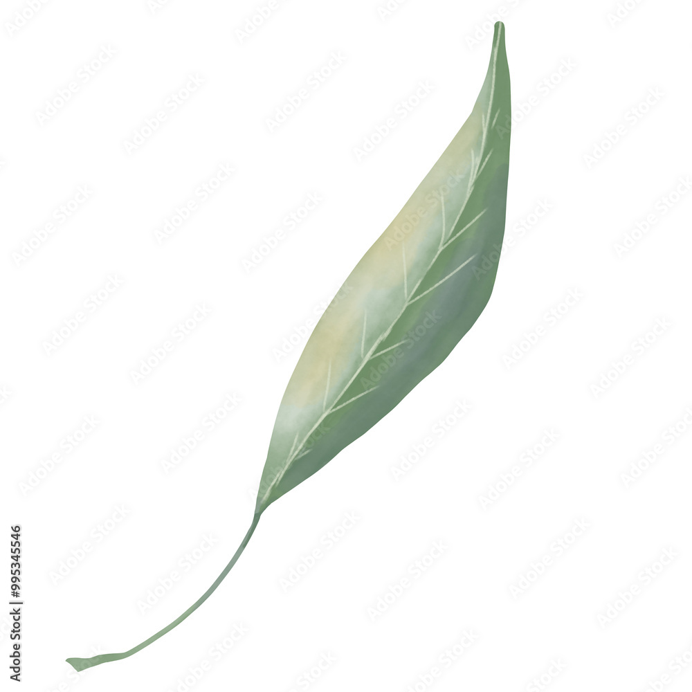 Plant leaf narrow long picturesque digital watercolor illustration for printing and web Plant leaf narrow long picturesque digital watercolor illustration for printing and web