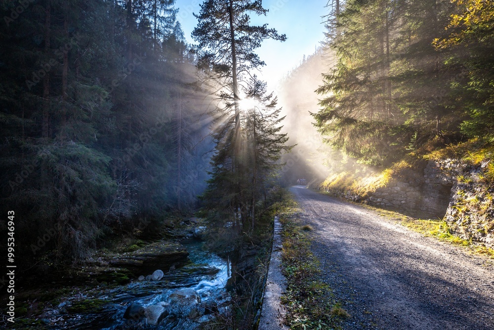 Fototapeta premium morning in the forest