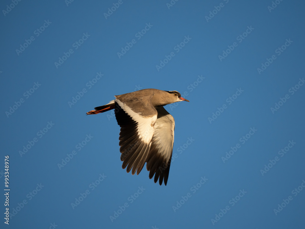 Fototapeta premium Kronenkiebitz (Vanellus coronatus)