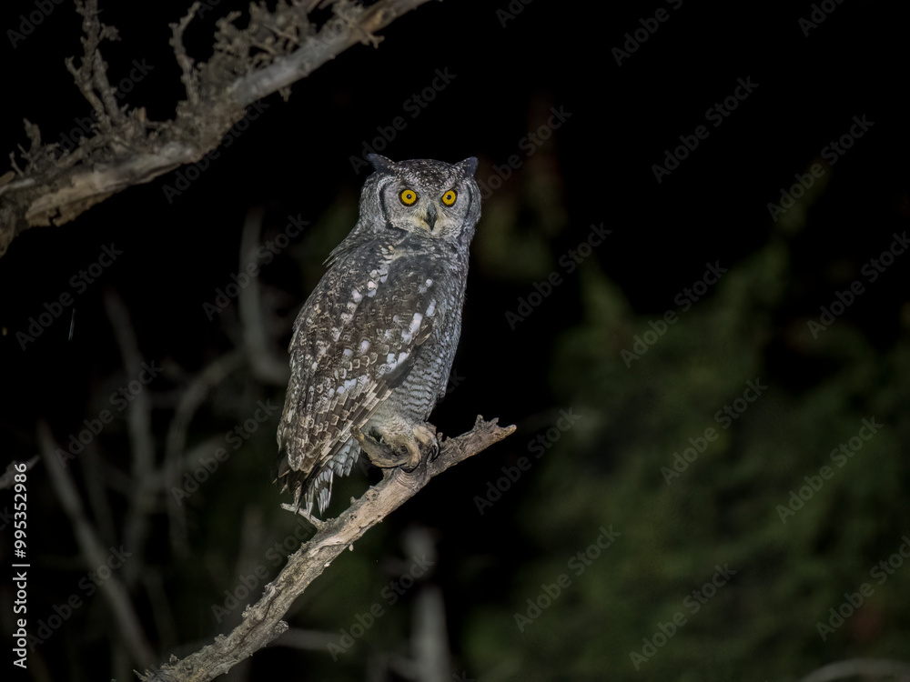 Fleckenuhu (Bubo africanus) Fleckenuhu (Bubo africanus)