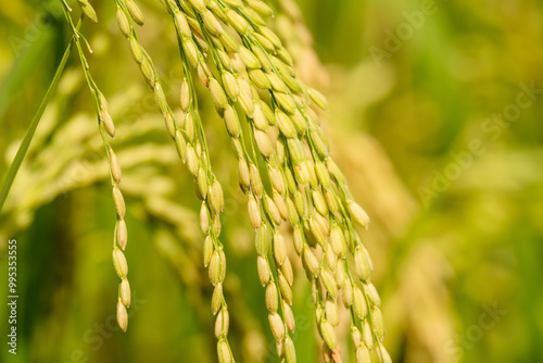 Ear of rice. Close up to rice seeds in ear of paddy in Thailand.