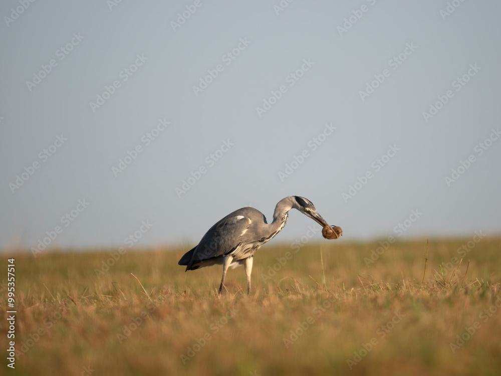 Fototapeta premium Graureiher (Ardea cinerea) bei der Mäusejagd