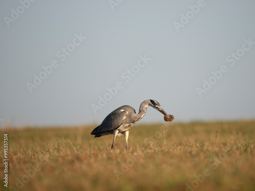 Graureiher (Ardea cinerea) bei der Mäusejagd