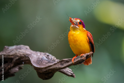 Rufous Backed Kingfisher perch open eye level  photo