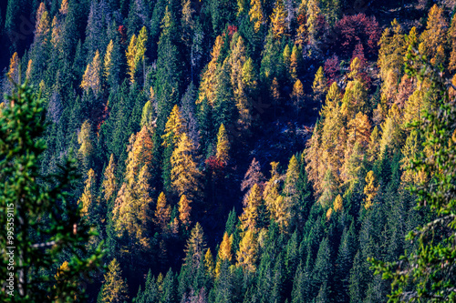 Autumn light on the Carnic Alps. Monte Coglians, Forni Avoltri and its colorful woods photo