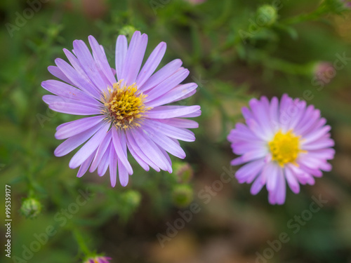 blooming purple aster photo