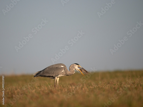 Graureiher (Ardea cinerea) bei der Mäusejagd