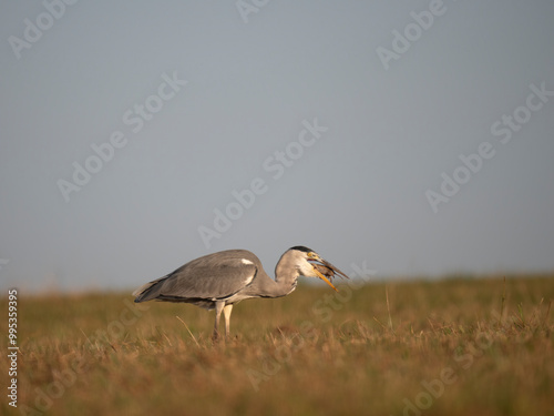 Graureiher (Ardea cinerea) bei der Mäusejagd