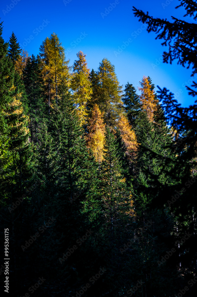 Autumn light on the Carnic Alps. Monte Coglians, Forni Avoltri and its colorful woods Autumn light on the Carnic Alps. Monte Coglians, Forni Avoltri and its colorful woods