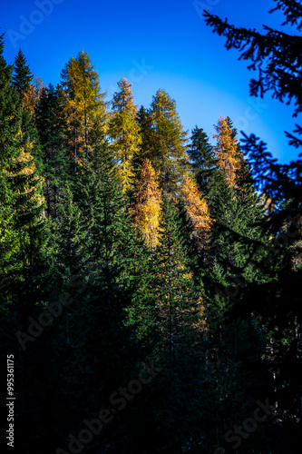 Autumn light on the Carnic Alps. Monte Coglians, Forni Avoltri and its colorful woods