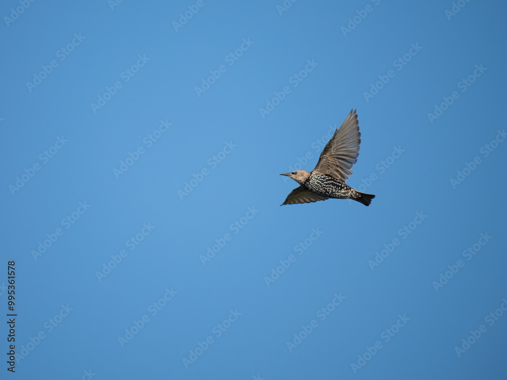Star (Sturnus vulgaris)