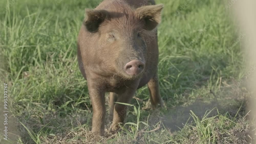 Cute, free range pig on a grassy pasture Cute, free range pig on a grassy pasture
