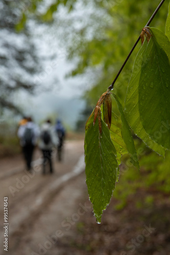 People walking in the forest in rainy weather. Trekking in rainy weather in spring. Trekking routes in Bursa. Bursa Kırıntı Village. photo