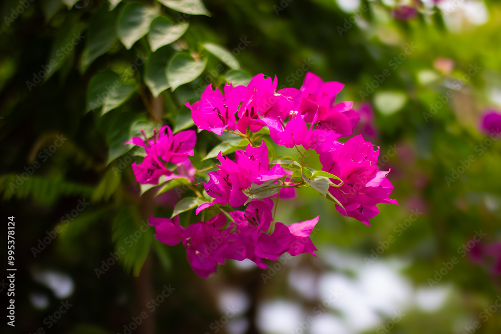 Vibrant Pink Bougainvillea Flowers in Full Bloom Vibrant Pink Bougainvillea Flowers in Full Bloom