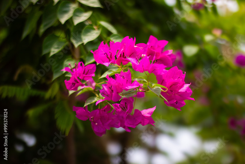 Wallpaper Mural Vibrant Pink Bougainvillea Flowers in Full Bloom Torontodigital.ca