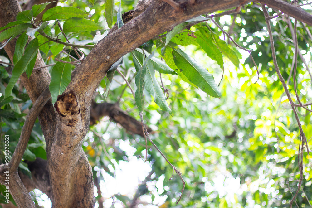 Close-Up of Mango Tree Branch and Leaves