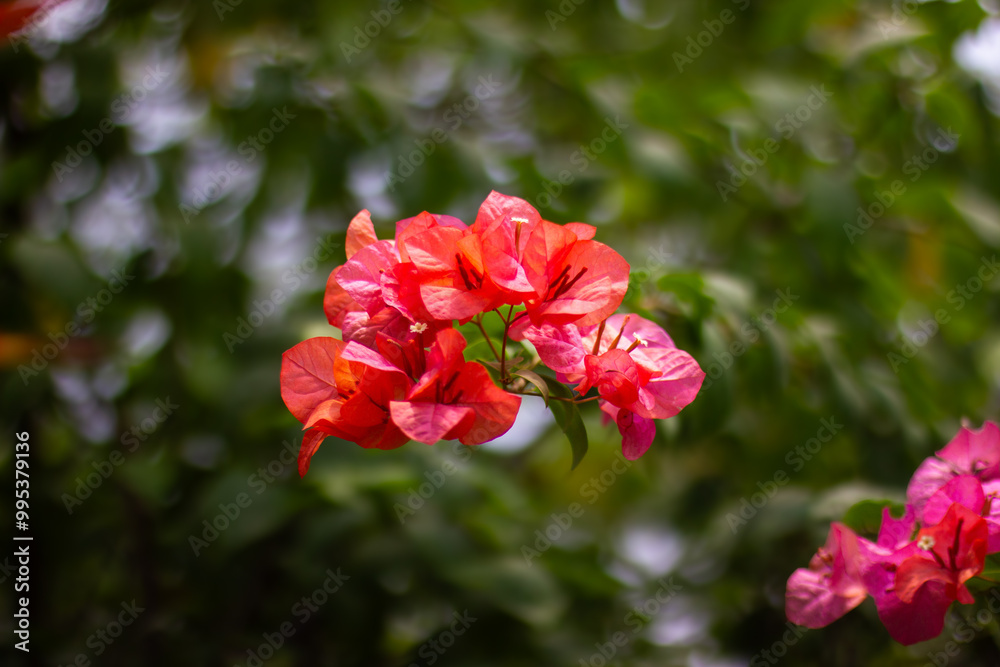 Vibrant Orange Bougainvillea Flowers in Full Bloom Vibrant Orange Bougainvillea Flowers in Full Bloom
