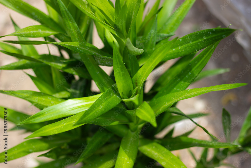 Fresh Green Leaves of a Vibrant Pandan Plant Fresh Green Leaves of a Vibrant Pandan Plant