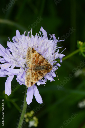 Braune Tageule,  Euclidia glyphica photo