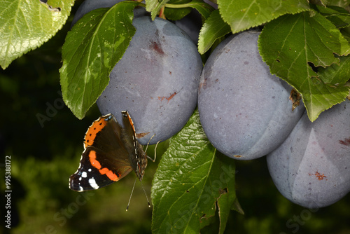 Admiral,  Vanessa atalanta photo