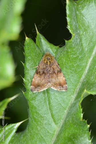 Braune Tageule,  Euclidia glyphica photo