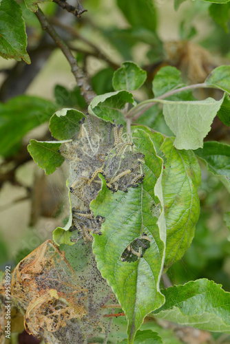 Apfel-Gespinstmotte, Yponomeuta malinellus photo