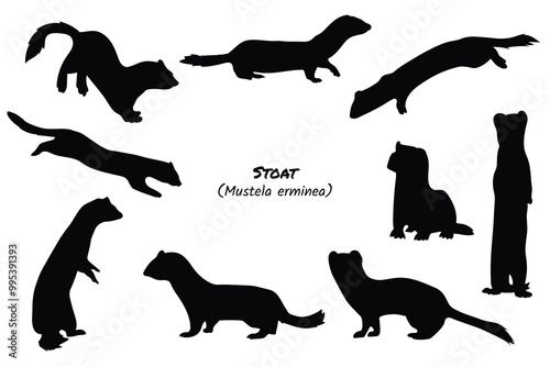 Stoat Silhouette Collection - Mustela erminea in Various Poses
