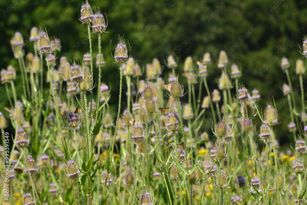 Obraz premium Distelfalter, Vanessa cardui