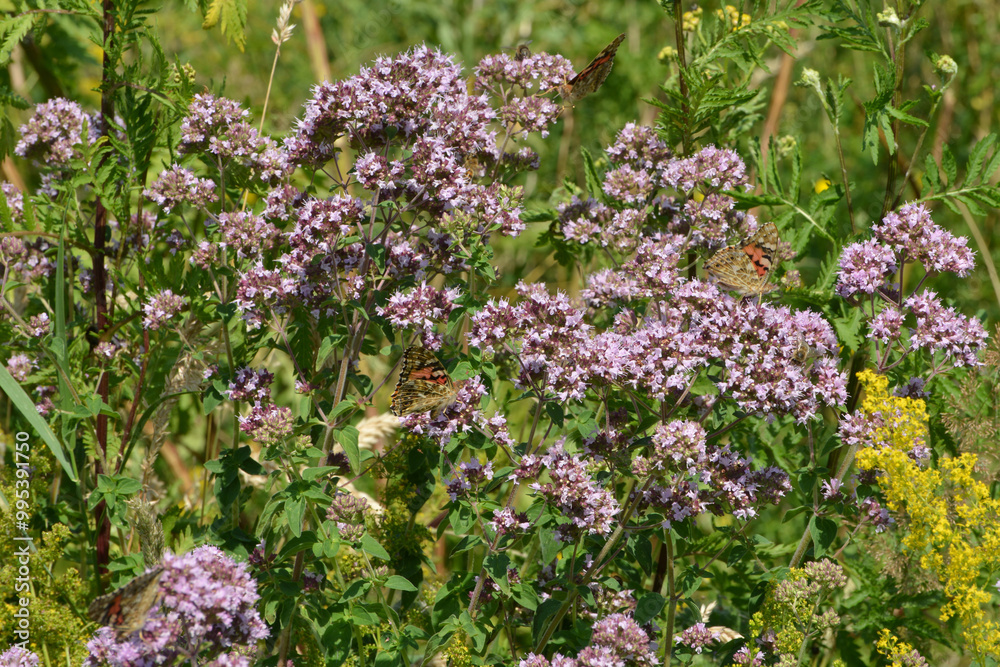Obraz premium Distelfalter, Vanessa cardui
