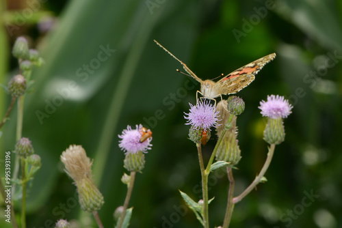  Distelfalter, Vanessa cardui photo