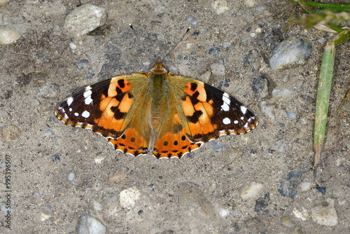  Distelfalter, Vanessa cardui photo