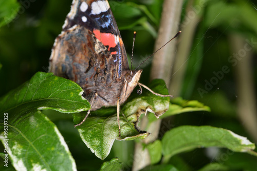 Admiral,  Vanessa atalanta photo