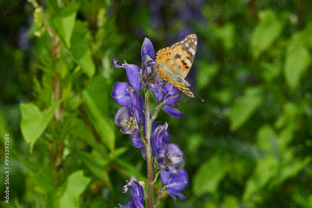 Distelfalter, Vanessa cardui