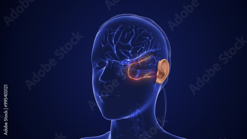 Auditory Pathway Transmits Sensory Signals for Hearing