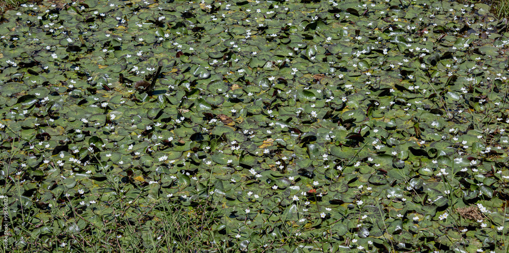 abstract background of green leaves lotus on pond abstract background of green leaves lotus on pond