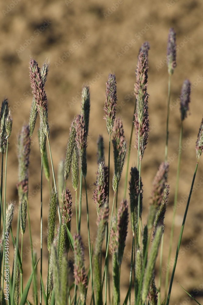 Wiesenfuchsschwanz, Alopecurus pratensis L. Wiesenfuchsschwanz, Alopecurus pratensis L.