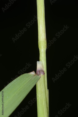 Wiesenfuchsschwanz, Alopecurus pratensis L. photo