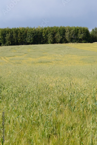 Flughafer, Avena fatua L.