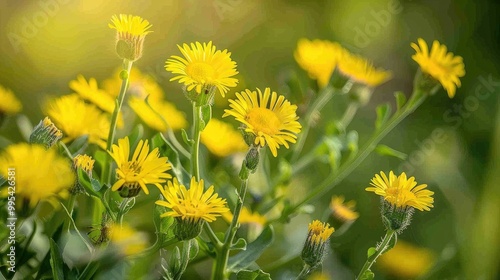 Vibrant yellow blooms of Sonchus arvensis photo