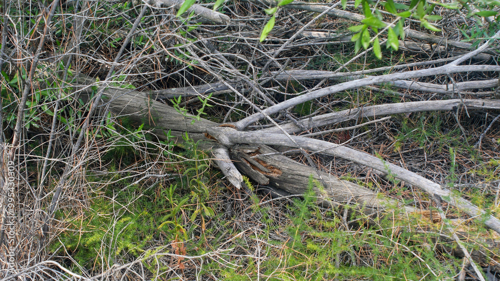 Dry branches in the autumn forest, the nature of France, many objects, general plan Dry branches in the autumn forest, the nature of France, many objects, general plan